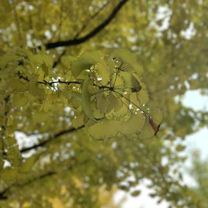 成人伊人青草久久综合网
